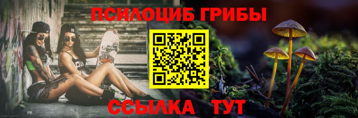 Курчатов  Псилоцибиновые грибы Psilocybe  Вход с VPN 